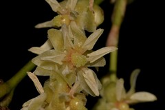 Ripogonum discolor