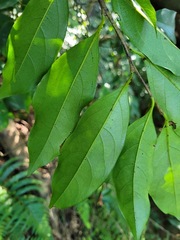 Diospyros morrisiana