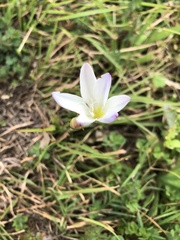 Sparaxis grandiflora