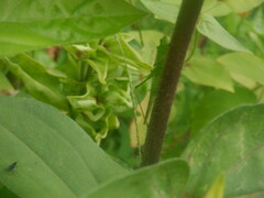 Conocephalus fasciatus