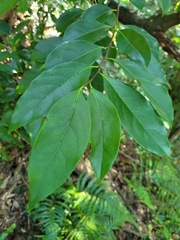 Diospyros morrisiana