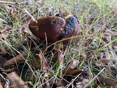 Neoboletus erythropus
