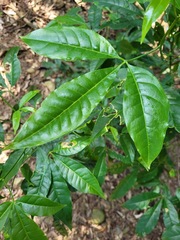 Melicope pteleifolia