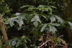 Brachychiton acerifolius