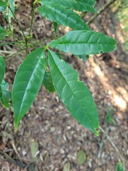 Melicope pteleifolia
