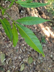Melicope pteleifolia