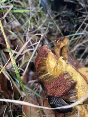 Neoboletus erythropus