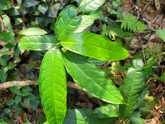Ficus nervosa