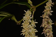Ripogonum discolor