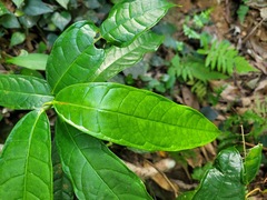 Ficus nervosa