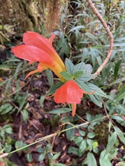 Columnea