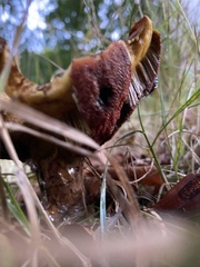 Neoboletus erythropus