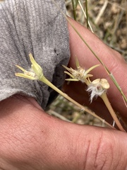 Portulaca suffrutescens