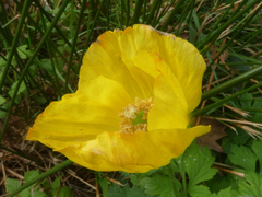 Papaver cambricum