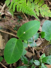 Vincetoxicum hirsutum