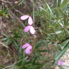 Tetratheca juncea