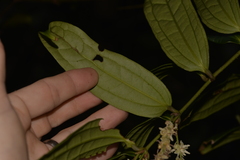 Ripogonum discolor