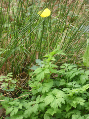 Papaver cambricum