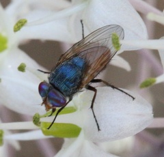 Rhyncomya sinaiensis