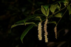 Ripogonum discolor