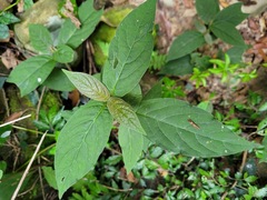 Achyranthes