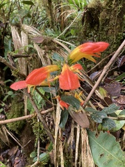 Columnea