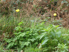 Papaver cambricum