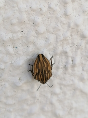 Odontotarsus