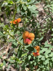 Chorizema diversifolium