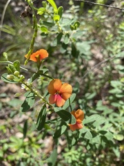 Chorizema diversifolium