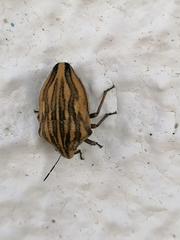 Odontotarsus