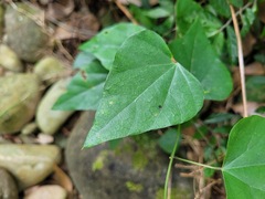 Pericampylus glaucus