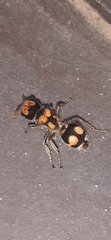 Hoplomutilla