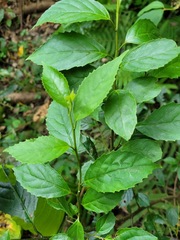 Maesa perlaria formosana