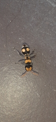 Hoplomutilla