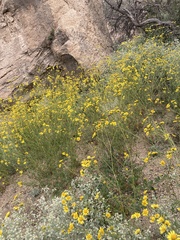 Hymenothrix dissecta