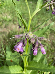 Symphytum officinale