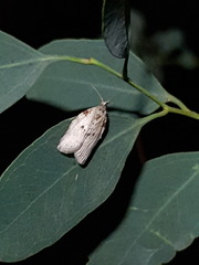 Isotenes miserana