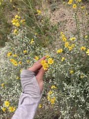 Hymenothrix dissecta