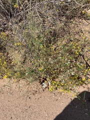 Euphorbia florida