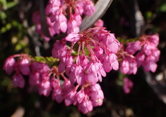 Erica cubica