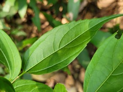 Celtis tetrandra