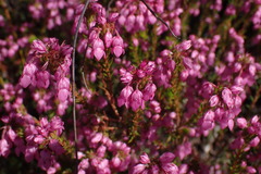 Erica cubica