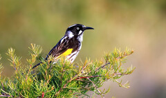 Phylidonyris novaehollandiae