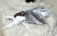 Tolype velleda
