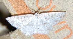 Cyclophora pendulinaria