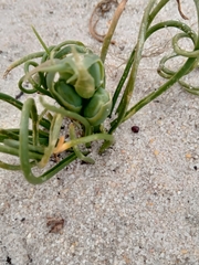 Albuca spiralis