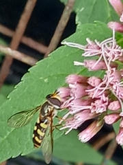 Eupeodes corollae