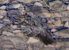 Caprimulgus europaeus