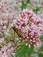 Eupeodes corollae